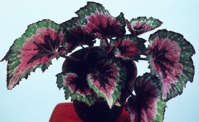 B. ‘Reiga grex’